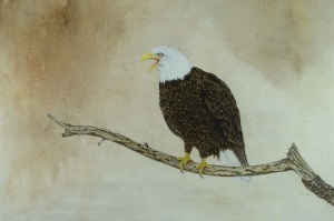 On a limb (Bald Eagle) 14.5" x 19.5" Acrylic